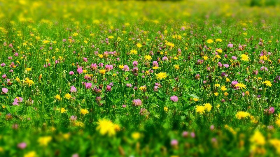 Łąka kwietna pełna żółtych oraz fioletowych kwiatów