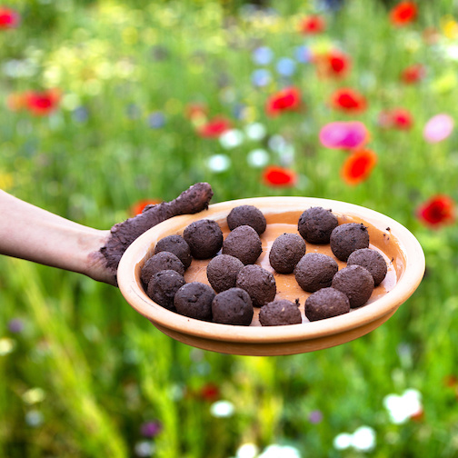 woman is holding fresh produced seed balls or seed bombs in front of a colorful flower field