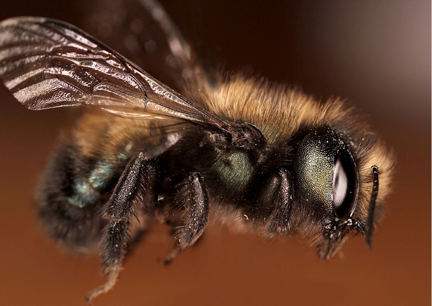 Beewashing zamiast wsparcia dzikich pszczół